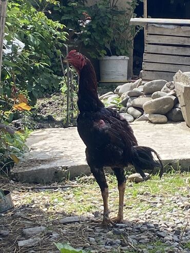 Digər quşlar: Heyratı yumurtası 3 manat çox uzun ve döyüşen sort heyratıdı son