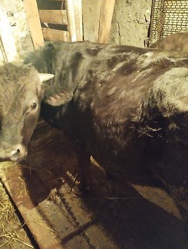 Коровы, быки: Продаю | Бык (самец) | На откорм | Привязанные — 1
