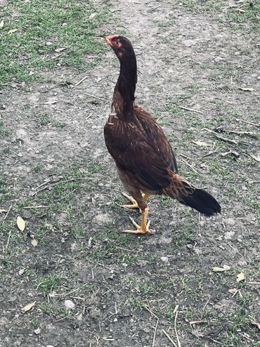 Cücələr: Toyuq cücələri, Damazlıq — 10