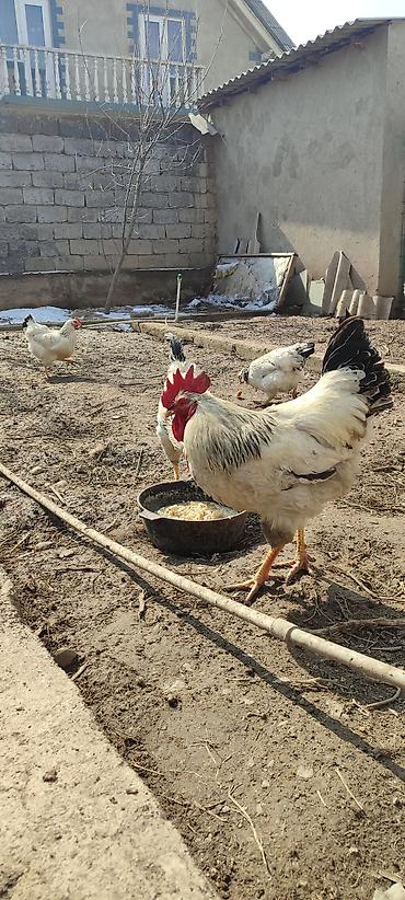Куры, петухи: Продаю | Куры | Несушки — 9