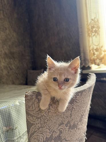домашний животные: Кошка даром: Беспородная, 2 месяца, Мальчик, Приучена к лотку — 2