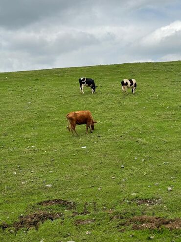 Sərnişin daşımaları: Minivan, Lənkəran, 7 Oturacaq — 2