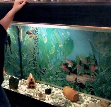 akvarium baliqlari satilir: Akvarium 500 manata alinib.koc sebebi ile satilir Uzunu 1,24 eni 40
