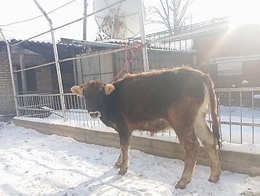 Коровы, быки: Продаю | Тёлка | Полукровка | На откорм | Привязанные — 3