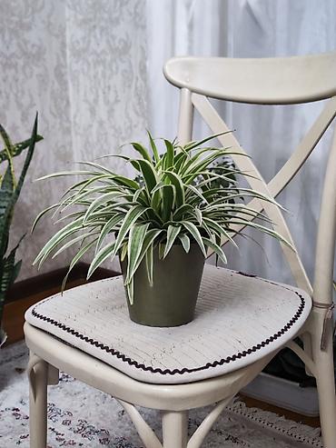 традесканция купить: Традесканция висячая (Tradescantia zebrina) в подвесном горшке + — 4