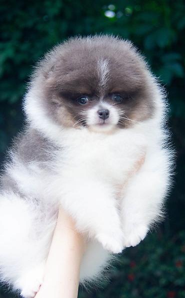 Продажа собак: Шпиц, 2 месяца, Самец — 2