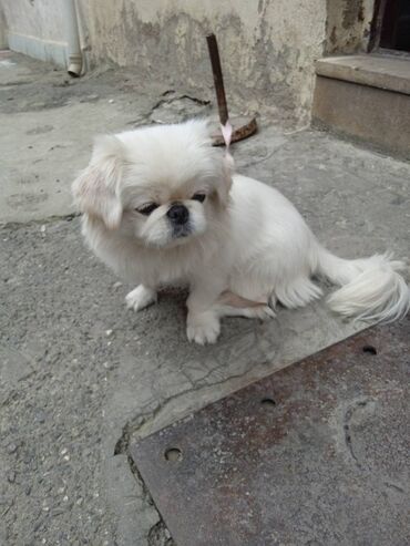 zıvanok it: Pekines, 8 ay, Dişi