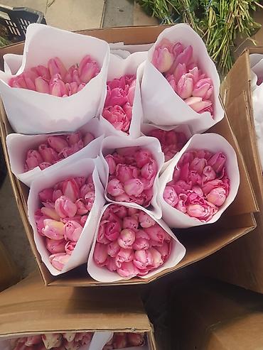 Букеты из живых цветов: 🔥 **ТЮЛЬПАНЫ ОПТОМ К 8 МАРТА ПРЯМО ИЗ ТЕПЛИЦЫ** 🔥 Голландские at lalafo.kg — 12 Букеты из живых цветов: 🔥 **ТЮЛЬПАНЫ ОПТОМ К 8 МАРТА ПРЯМО ИЗ ТЕПЛИЦЫ** 🔥 Голландские — 12