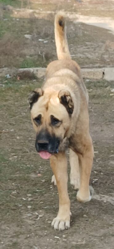 İtlər: Kanqal, 3 il, Erkek, Peyvəndli, Ödənişli çatdırılma — 6