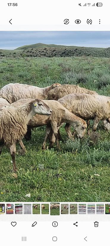 alman kurdu iti: Salam çox təcili Goranboy rayonunda kom qoyun satilir . 52 baş qoyun — 1