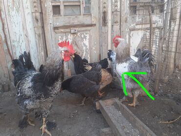 Xoruzlar: Ordekler 42 azn diri ceki 4kg 300gr. xoruz cekisi 2kg.600gr. - Cins — 3