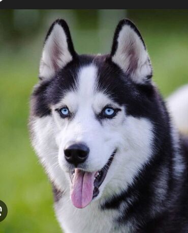 Mini: Mini : 1.4 l | 2006 il 285000 km Van/Minivan — 10