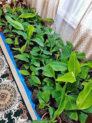 Другие фруктовые и ягодные растения: Продаю бананы ПЛОДОВЫЕ, сорт: Acuminata. Плодятся на второй год — 11