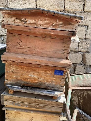 arı yuvası: 🐝 TƏMİZ BOZ QAFQAZ ARILARI SATILIR 🍯 Arıçılıqla məşğul olanlar üçün — 3