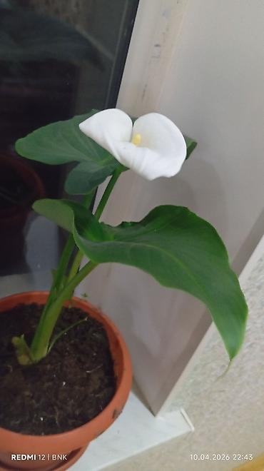 orxideya gulunun qiyməti: Ağ çiçəkli Zantedeschia (Kala zambağı) – saksı bitkisi - Növ — 1