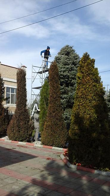 Спил деревьев, заготовка дров: Обрезка плодовых деревьев !!! Также обрезка хвойных и различных at lalafo.kg — 11 Спил деревьев, заготовка дров: Обрезка плодовых деревьев !!! Также обрезка хвойных и различных — 11
