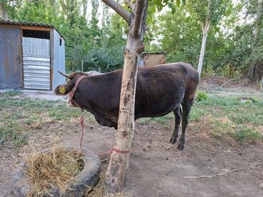 продам ячмень оптом: Продаю | Корова (самка), Тёлка | Голштин, Швицкая, Симментальская | Стельные, Нетель