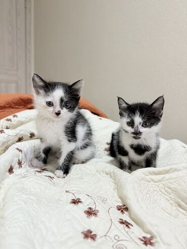 отдам котят: 1 месяц, Девочка, Черный
