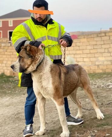 Животные: Алабай, Самец, Для вязки, Самовывоз