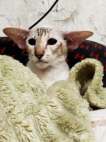 Продажа кошек: Ориентальная, 2 года, Девочка, Белый, Кастрирована, Приучена к лотку, Проглистована — 8