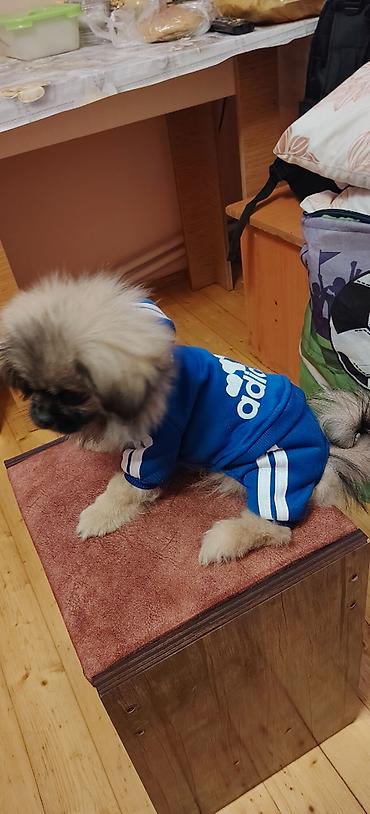 pomerian it: Pekines, 3 ay, Erkək, Peyvəndli, Ünvandan götürmə — 8