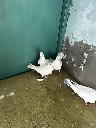 qus: Ağ rəngli göyərçinlər – dekorativ və uçuş üçün - Rəng: tam ağ (bəzi — 3