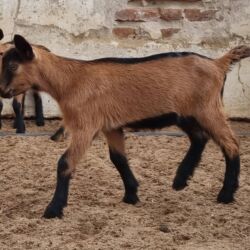 Keçi, çəpiş: Saanen/Anglo-Nubian tipli südlük keçi sürüsü - Fotoşəkillərdə görünən — 10