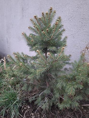 Сосна: Сосна обыкновенная и ель колючая (голубая) — саженцы для озеленения — 7