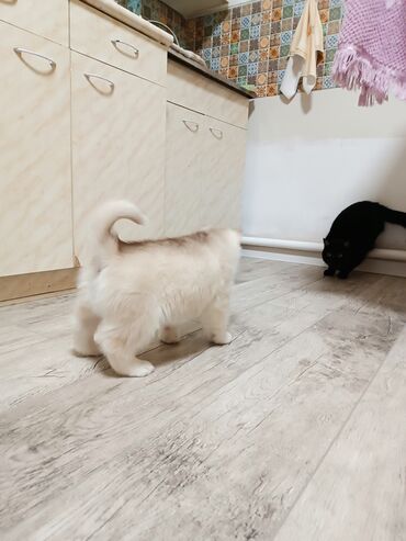 Продажа собак: Племенные щенки хаски с родословной — Kyrgyz Kennel Club. Дата — 7