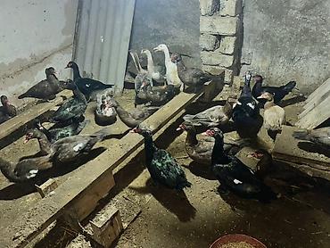 Ördəklər: 26 Ördək, 2 Qaz. Ördəklərin 5-6 Fərə Mirvaridir, Yarısı Kradnadar Öküz — 6