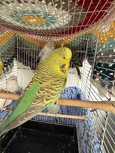 heyvanlar quslar: 1.5 illik Çex quşlar Temiz qan çrx quşlardır ve cute hazirdir — 1