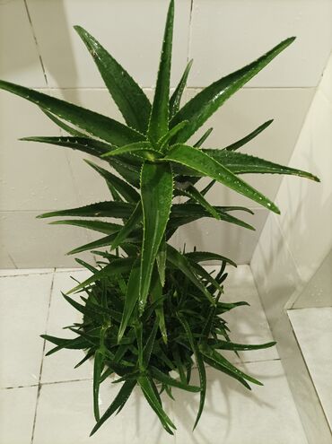 Otaq bitkiləri: Aloe gülü.mualicevi — 9