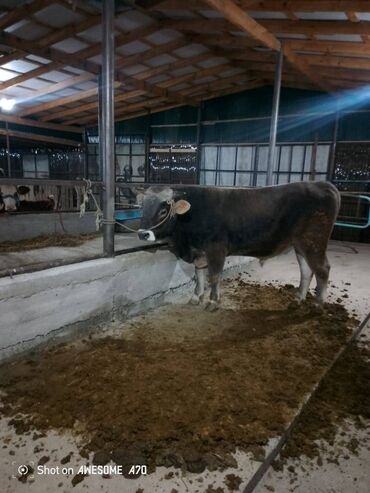 срочно продаю в связи с переездом: Сатам | Бука (эркек) | Көбөйтүү үчүн