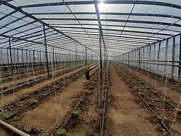 Torpaq sahələrinin satışı: Kənd təsərrüfatı — 7