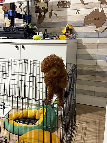 spitz it: Pudel — 3