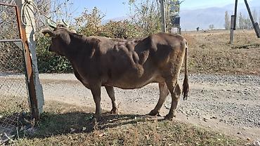 сладкий кукуруз: Продаю | Корова (самка) — 4