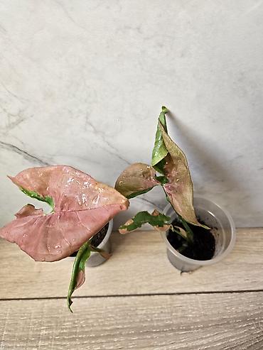 Филодендроны: Сциндапсусы,сансевиерии,сингониум Ред спот,сингиниум пинк бьюти — 4