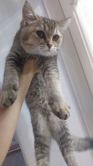 Pişiklər: Qızıl şinşilla, Erkək, Yaxşı əllərə, Ödənişli çatdırılma, Ünvandan götürmə — 14