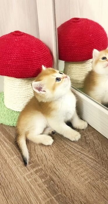 Pişiklər: Britan yastı qulaq, Erkək, Dişi, Yaxşı əllərə, Ünvandan götürmə, Pulsuz çatdırılma, Ödənişli çatdırılma — 119