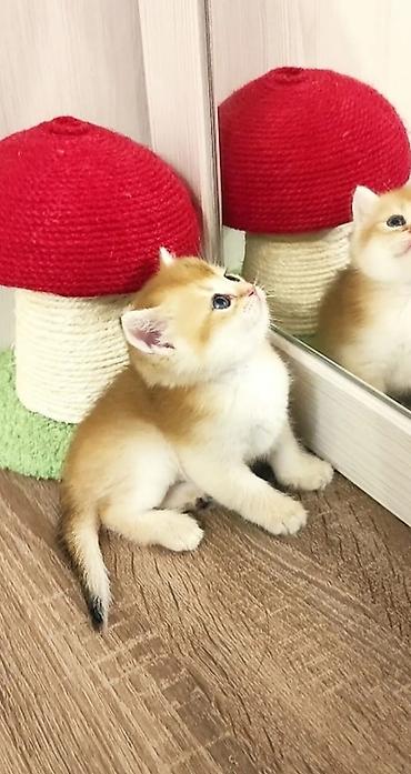 Pişiklər: Şotland — 28