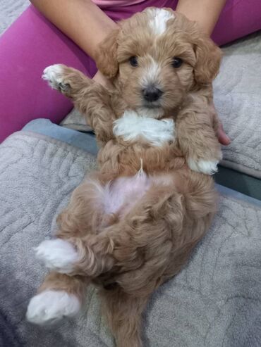 pitbull kuce: Na prodaju štenci maltipoo F2B iz odgajivačnice FCI 5411 "God's Gift"