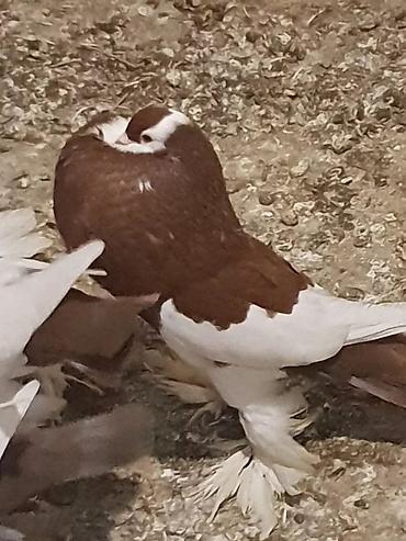 Pişiklər: Pişiklər — 24