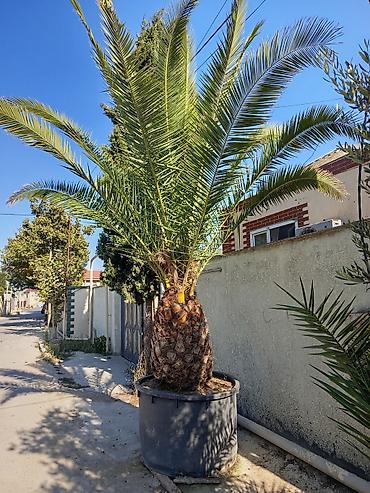 sakura agaci: Xurma xurması (Phoenix canariensis) – iri ölçülü, dekorativ palma - — 1
