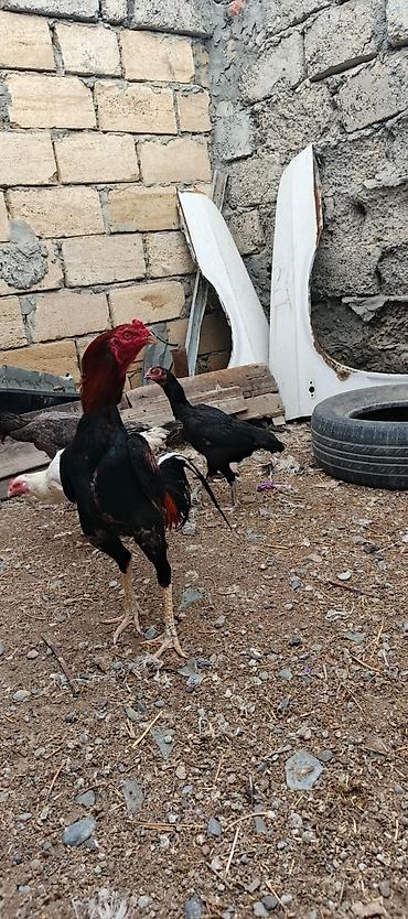 at satisi qiymetleri: Heyrati xoruz fereler satilir hamisi. satilir .fereler 35 manatda — 6