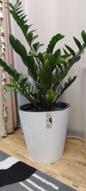 Замиокулькас (Долларовое дерево): Замиокулькас (Zamioculcas zamiifolia) в декоративном пластиковом — 9