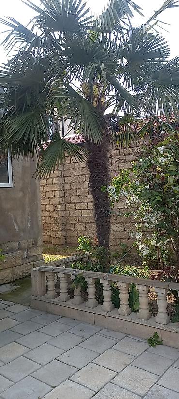 ağac gülləri: Dekorativ xurma palması – Trachycarpus (fan palm) - Növ: Dekorativ — 1