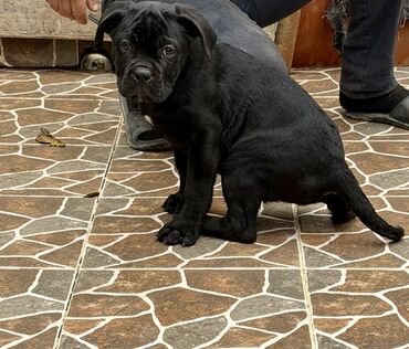 İtlər: Kane-Korso — 5