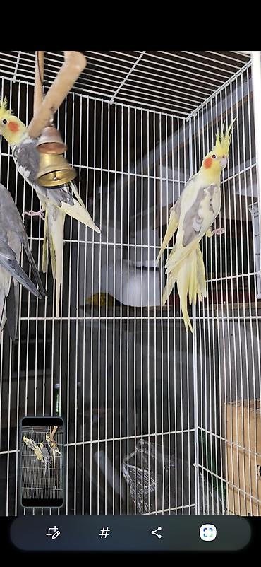 сколько стоит страус: 🦜 Кореллы — 3 взрослые рабочие пары! Продаются красивые, здоровые и — 5