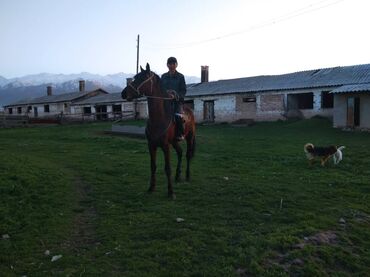 Лошади, кони: Продаю | Конь (самец), Жеребец | Английская, Полукровка | Для разведения, Рабочий, Конный спорт | Племенные — 6