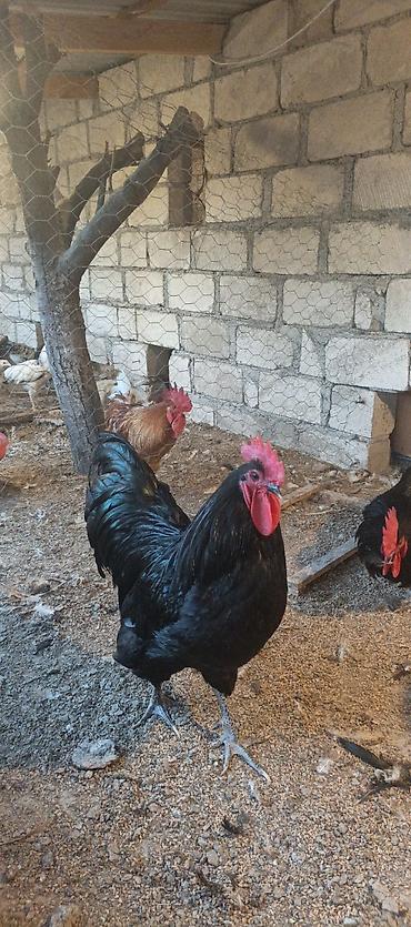 barter xoruz: Orjinal uzunquyruq avstralop cücə və yumurtası — 5